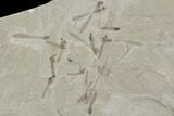 Fossil Crane Fly Larva - Green River Formation, Utah #97436-2
